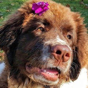 Meet your Posher, Anne